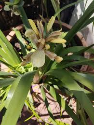 Image result for Dietes flavida