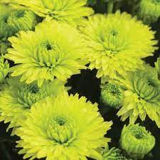 There are 21837 green mums flowers for sale on etsy, and they cost $11.01 on average. Key Lime Garden Mum
