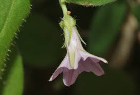 Image result for Ipomoea sinensis