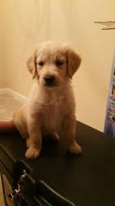 To date, honor service dogs has provided more than 425 working goldens to the special needs community, serving people as therapists, special assistants and support for mobility, mental and emotional challenges. Golden Retriever Puppy For Sale In Fayetteville North Carolina Classified Americanlisted Com