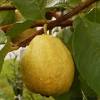 Peaches can be difficult to grow in certain regions. Https Encrypted Tbn0 Gstatic Com Images Q Tbn And9gcroklwxna5bejtbqoeqrlyyn5kerpaemm5uh1ilamlst7rjcdpx Usqp Cau