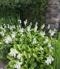 Hosta 'orange marmalade' bears green leaves with broad yellow margins, which contrast beautifully with purple flowers from july to august. The Surprising Beauty Of Hosta Flowers Enchanted Gardens