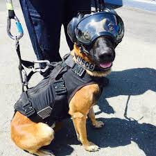 ricky is suited up and ready to jump out of a helicopter military working dogs military dogs working dogs