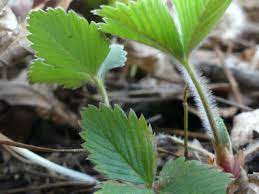 Experience the difference and let our. Wild Strawberry Pictures Flowers Leaves Identification Fragaria Virginiana