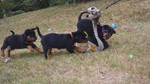 Very healthy and energetic dog. Rottweiler Breeder In Atlanta Georgia Georgia Rottweiler Puppies For Sale