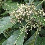 Image result for Tarenna pavettoides