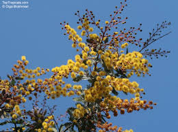 Image result for Acacia pentagona