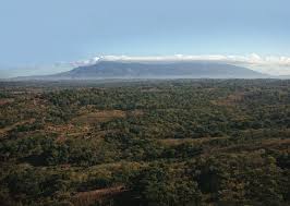 Image result for Justicia stachytarphetoides