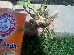 Check spelling or type a new query. How To Kill Crabgrass Using Baking Soda Steps Side Effects Cg Lawn
