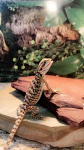 The dragon must carry one copy of the leatherback gene to be considered a leatherback; My Baby Leatherback Bearded Dragon 3 Aww