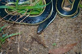 Image result for Triainolepis africana