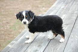 Australian Shepherd Wikipedia