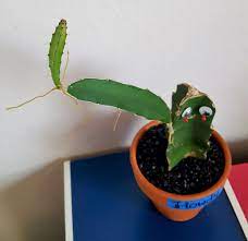 So cacti have thorns, not spines. My Cactus Has Recently Grown A New Arm With Roots Should I Cut It Off And Replant It Cactus