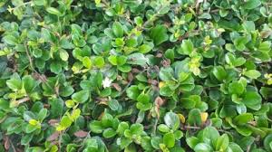 Image result for Ehretia