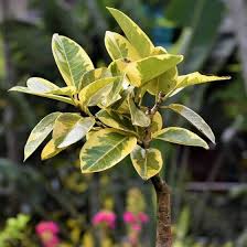 Image result for Ficus demeusei