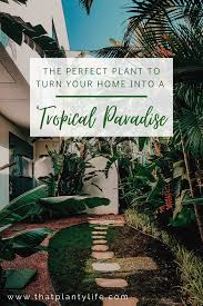 We did not find results for: Bird Of Paradise Complete Care Guide That Planty Life
