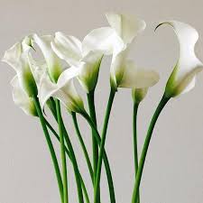 Full sun is best in cool summer areas but part shade is preferred in hot summer areas. White Mini Calla Lily Flower Bulk Fresh Diy Wedding Flowers Flower Moxie