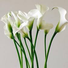Ben collection 300 pieces silk rose petal wedding decoration (coral) $6.99 ( $6.99 / 1 count) White Mini Calla Lily Flower Bulk Fresh Diy Wedding Flowers Flower Moxie