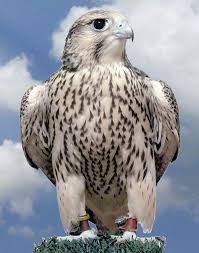Peregrine Falcon Birds Of Prey Animals Hybird Gyr X Peregrine Falcon Quapa Pet Birds Beautiful Birds Birds
