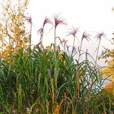 Image result for Arundo donax