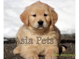Check spelling or type a new query. Golden Retriever Pups For Sale In Navi Mumbai On Golden Retriever Breeders
