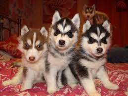 safkan mavi gozlu sibirya husky kurdu yavrulari region husky sibirya husky kopek