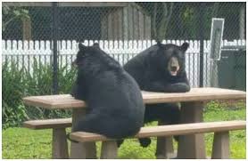 Two Funny Black Bears Sitting on a Wooden Bench