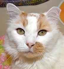 Adopt Luna On Petfinder Cat Adoption Pet Adoption Pets