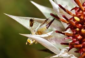 Image result for Macledium zeyheri