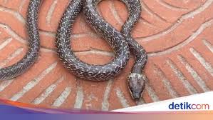 Copperhead racer, striped racer, ular trawang, ular lanang sapi (jawa), ular tikus. Ular Sawa Emprit Melata Di Keraton Yogya Hingga Gedung Kpk