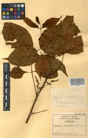 Image result for Lannea welwitschii