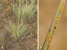 Image result for Hyparrhenia