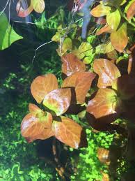 Image result for Ludwigia