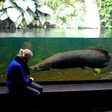 Arapaima Arapaima Monster Big Aquarium Fish Goldfish Pets Fishing Aligator Pacu Redtail Koi Stingray Bigfish Big Aquarium Aquascape Aquarium Pet Fish