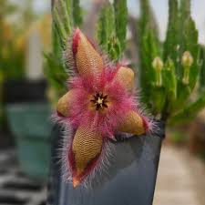 Image result for Stapelia getliffei