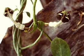Image result for Ceropegia nilotica