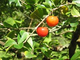 Image result for Malpighia