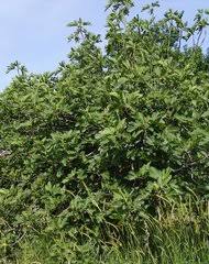Image result for Ficus oreodryadum