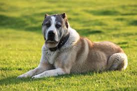 Putin cu cățelușul său alabai numit verni, 2017. Alabai Central Asian Shepherd Dog Ultimate Guide Pictures Characteristics Facts Animals Comparison