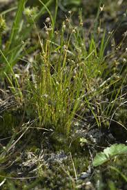 Image result for Isolepis setacea
