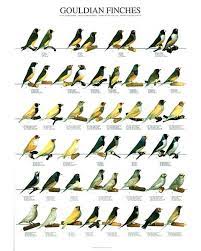 And some rare mutations and modifications like. Lady Gouldian Finch Identification Poster Pet Birds Parrots Pet Birds Best Pet Birds