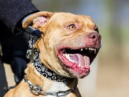 Chó pitbull bị nhốt sau khi gây thương vong cho 2 người. Hai Con Cho Nha Cáº¯n Cháº¿t NgÆ°á»i Máº¹ Nguyen Nhan Khiáº¿n Má»i NgÆ°á»i Báº¥t Ngá» Sá»©c Khá»e Thanh Nien
