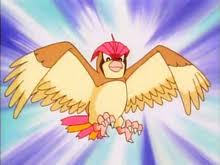 Image result for pidgeotto