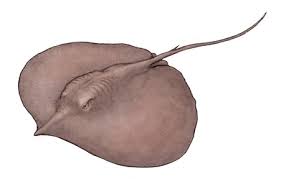 Maybe you would like to learn more about one of these? The Evolution Of Life On Earth The Giant Freshwater Stingray Himantura Polylepis