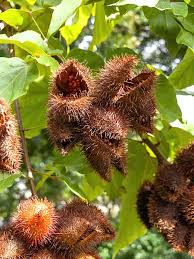 Image result for Bixaceae