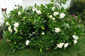 Gardenia Florida Hello Hello Plants Garden Supplies Hardy Plants Cool Plants Plants