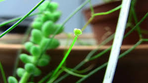 Image result for Schizobasis intricata