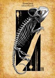 Submitted 3 years ago by skeenee. Ferret Skeleton Poster By Skeenee Art Displate