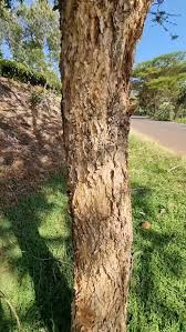 Image result for Afrocarpus usambarensis