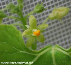 Image result for Kedrostis leloja